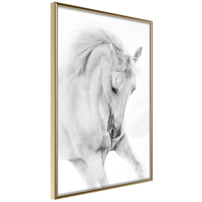 38,00 € Poster met een wit paard, Arredalacasa