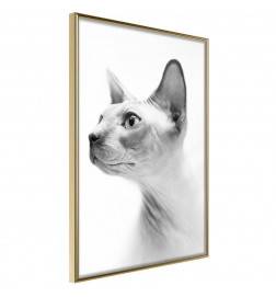 Plakat z zvito in radovedno mačko - Arredalacasa