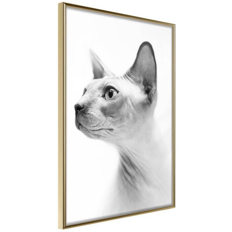 45,00 € Poster met een slimme en nieuwsgierige kat Arredalacasa