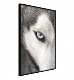 Plakat z volkom, ki te opazuje - Arredalacasa