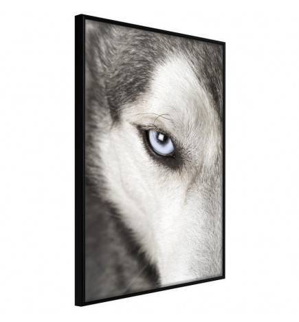 38,00 € Poster met een wolf die je in de gaten houdt