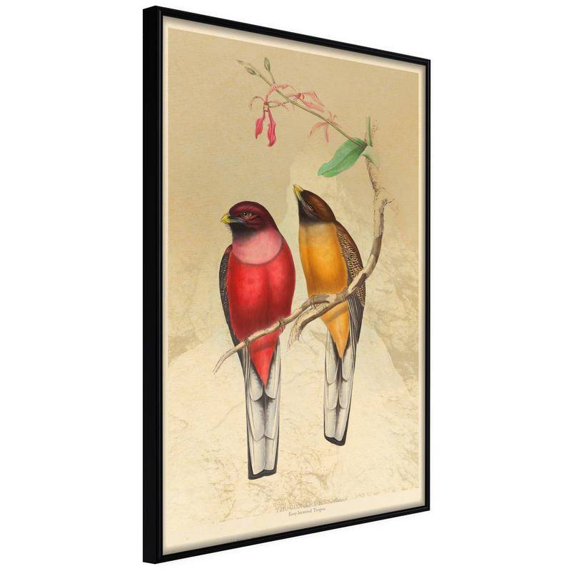 38,00 € Póster - Ornithologist's Drawings