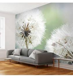 Wallpaper - Two dandelions