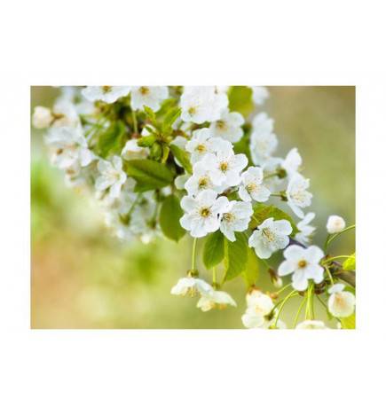 Fototapete - Zweig mit weißen Kirschblüten