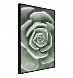 38,00 € Poster - Robust Plant