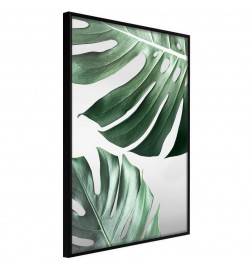 38,00 € Poster - Leaves Like Swiss Cheese