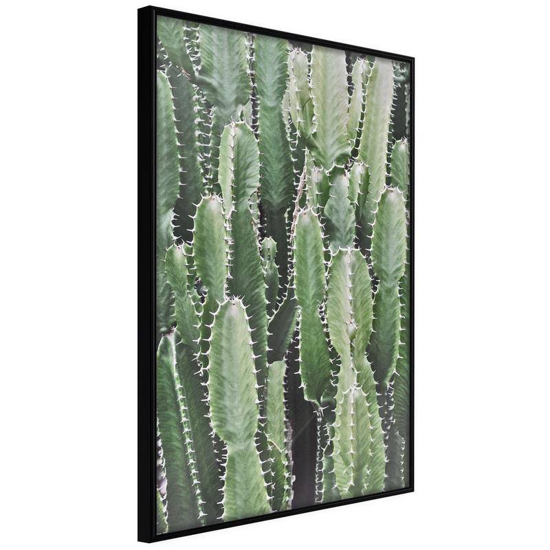 38,00 € Poster - Cactus Plantation
