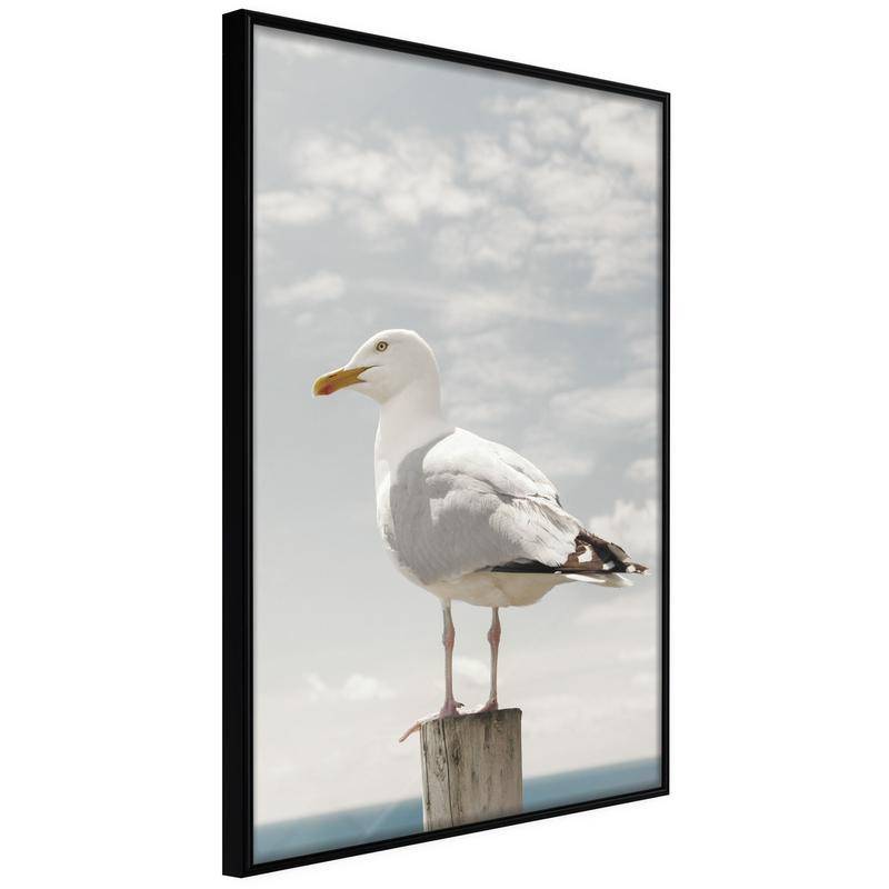38,00 € Póster - Curious Seagull