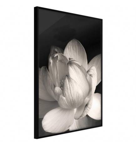 38,00 €Poster et affiche - Delicacy of a Flower