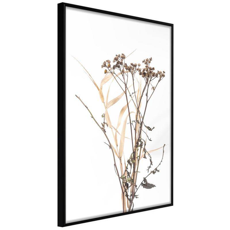 38,00 €Poster et affiche - Diary of a Herbalist