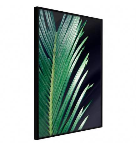 38,00 € Poster met een blad groene palm, Arredalacasa