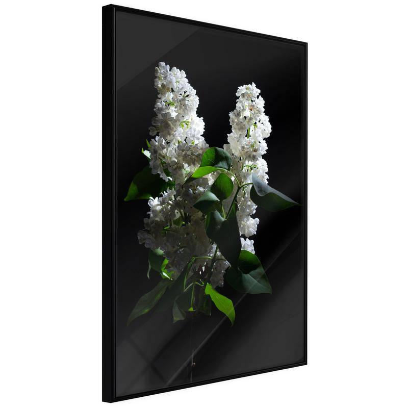 38,00 € Poster - White Lilac