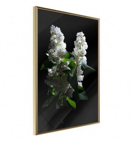 Poster - White Lilac
