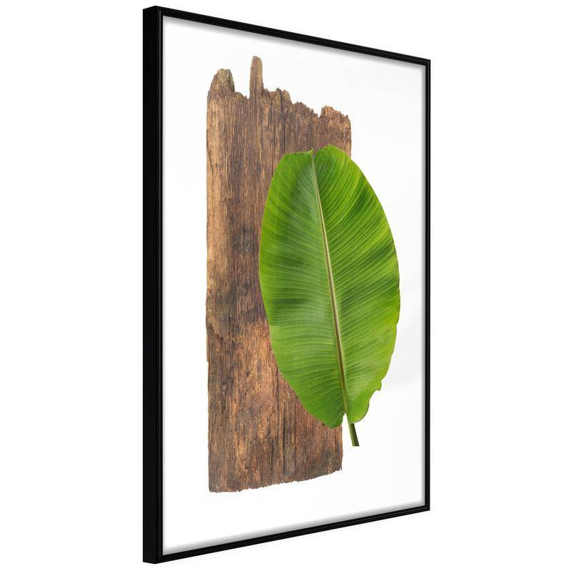 38,00 € Póster - Forest Nature