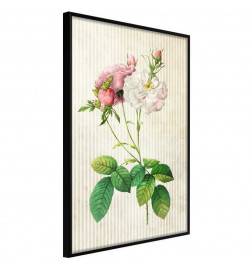 Poster in cornice con le peonie bianche e rosa - Arredalacasa