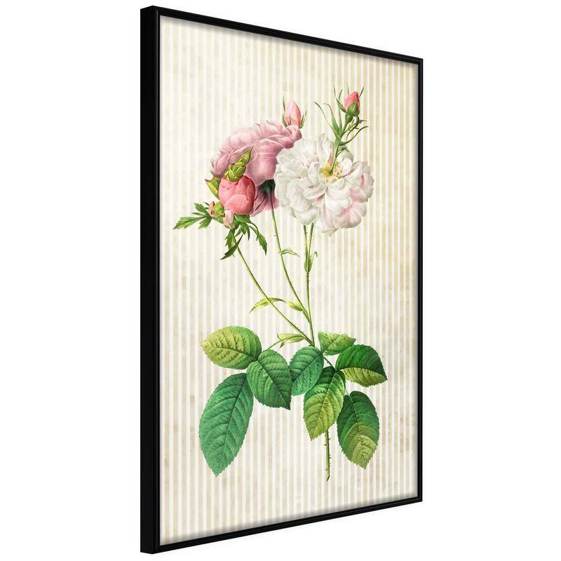 38,00 € Plakat z belimi in rožnatimi potonikami - Arredalacasa