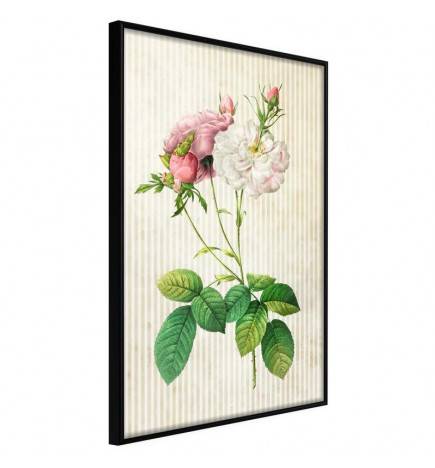 Poster met witte en roze peontjes Arredalacasa
