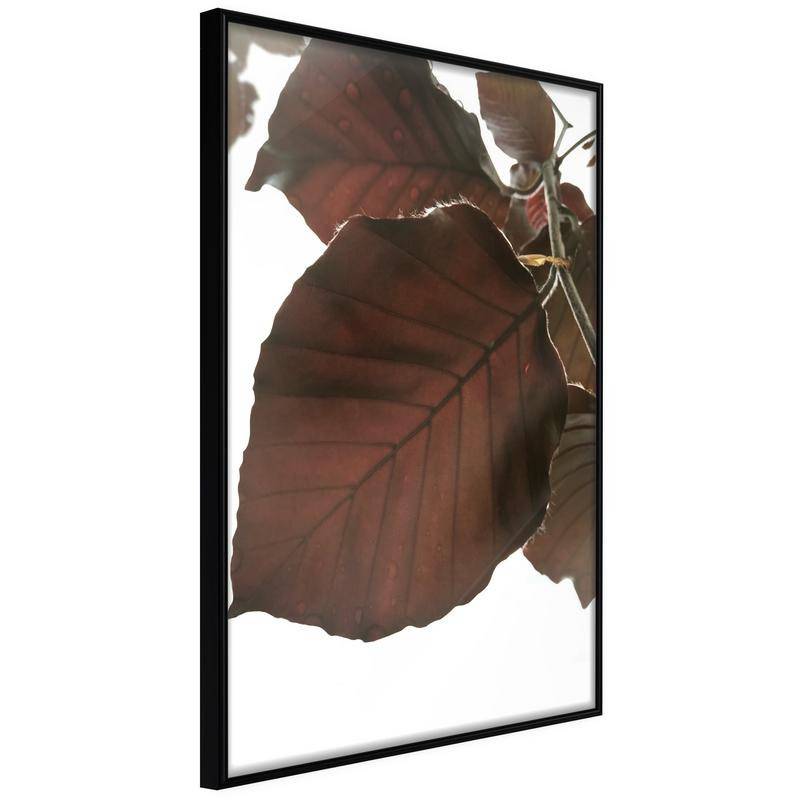 38,00 € Poster cu frunze maro și întunecate - Arredalacasa