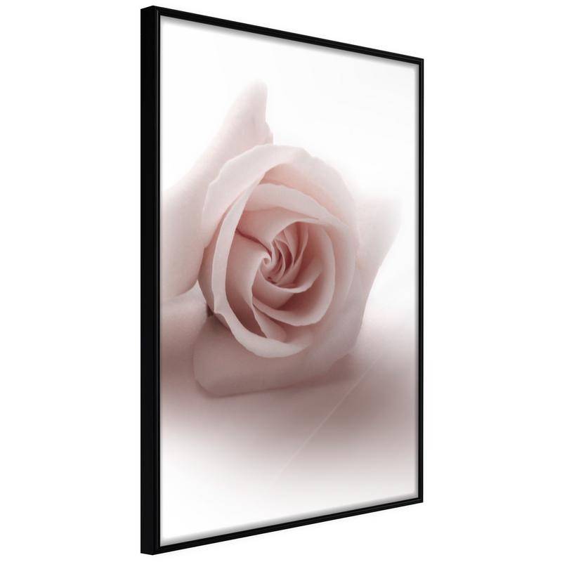 38,00 € Poster met een roos met witte achtergrond, Arredalacasa
