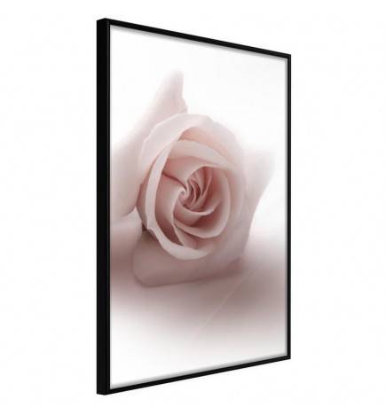 Poster in cornice con la rosa su sfondo bianco