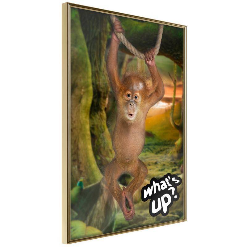 38,00 € Poster met een aap die je wakker maakt