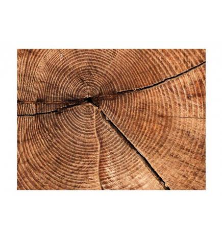 Fotomural - Seção transversal do tronco de árvore
