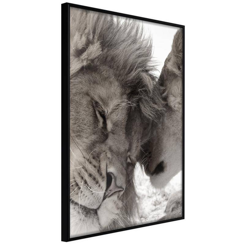 38,00 € Poster met twee leeuwen verliefd op Arredalacasa