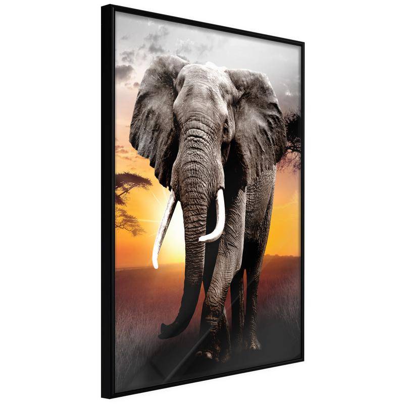 38,00 € Poster - Majestic Elephant