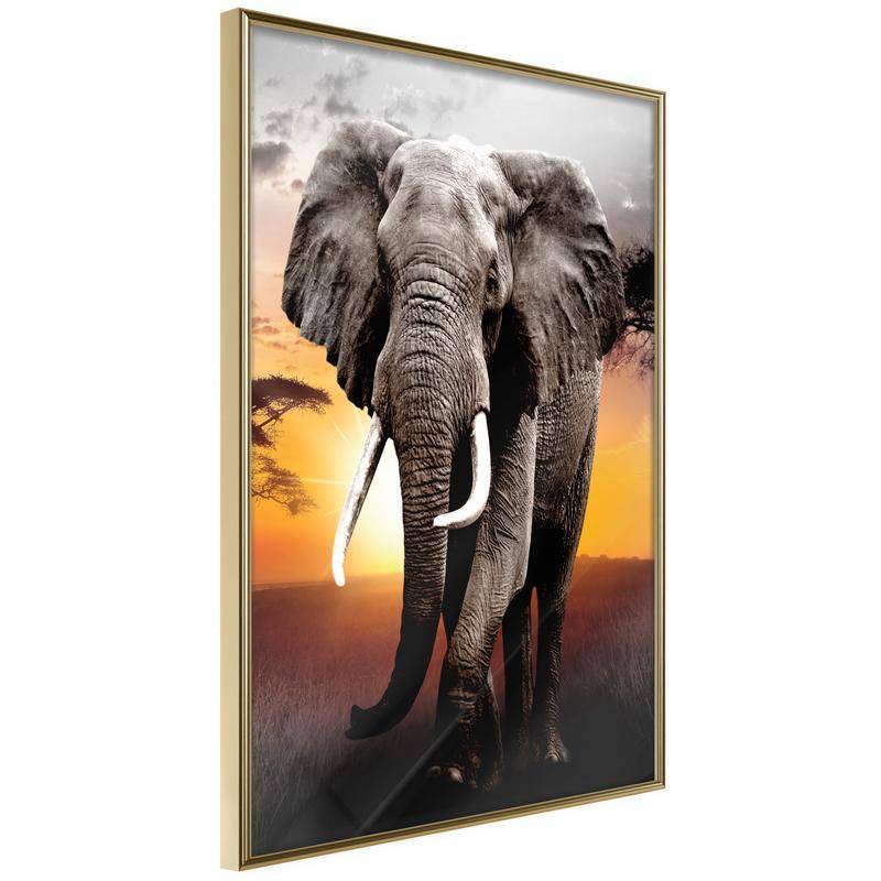 38,00 € Plakat z velikim slonom - Arredalacasa
