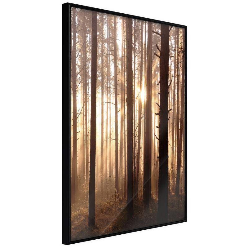 38,00 € Póster - Morning in the Forest