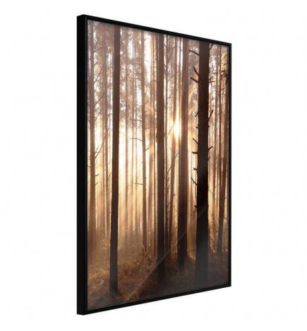 38,00 € Poster - Morning in the Forest