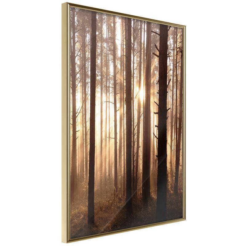 38,00 €Poster et affiche - Morning in the Forest