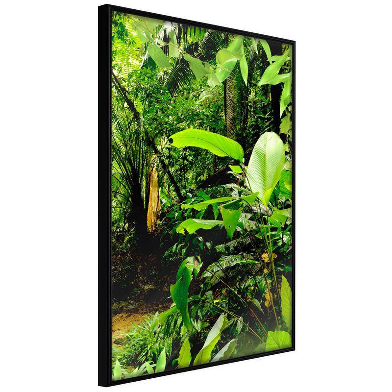 38,00 € Póster - In the Rainforest