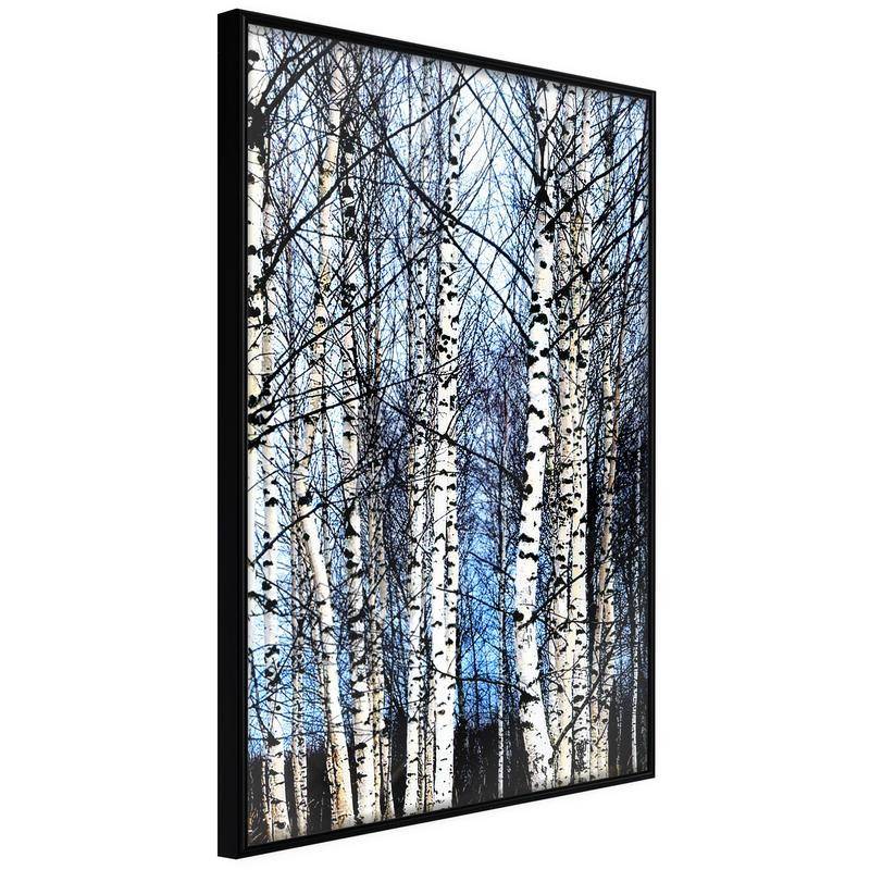 38,00 € Poster - Winter Birch Trees