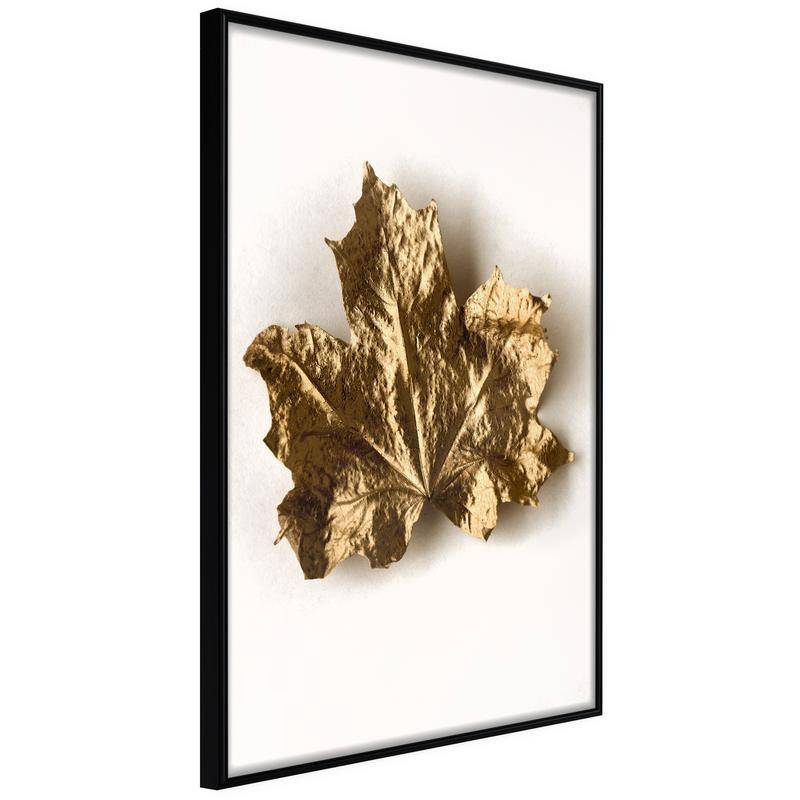 38,00 € Póster - Dried Maple Leaf