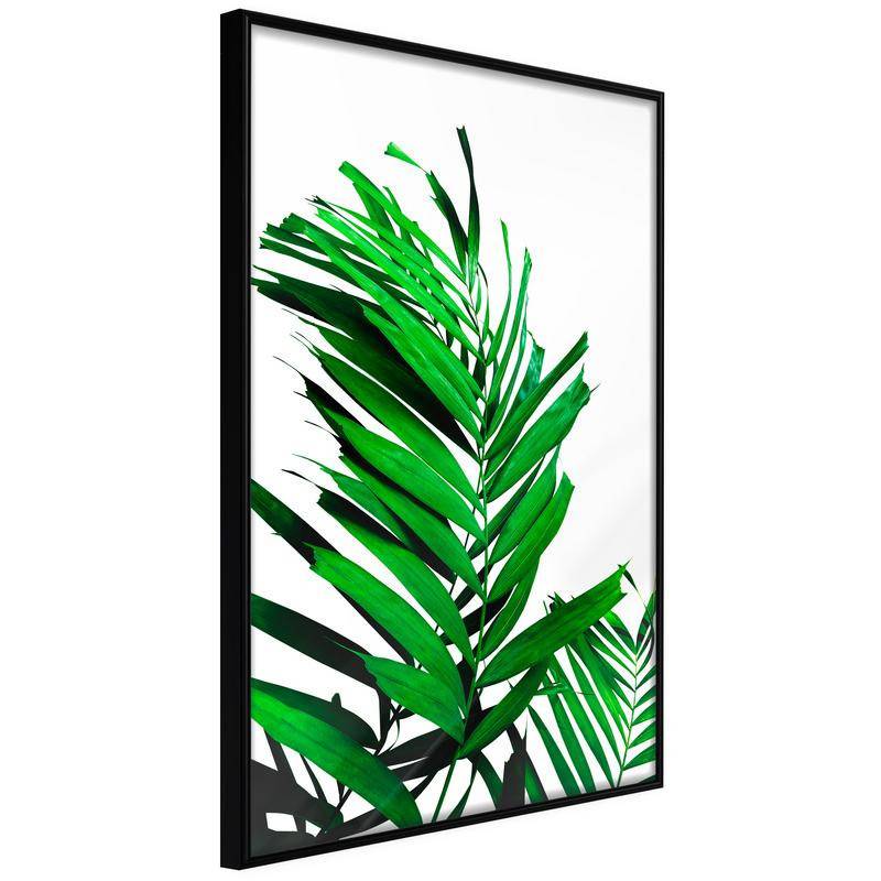 38,00 €Poster in cornice - foglie di palma verdi - Arredalacasa