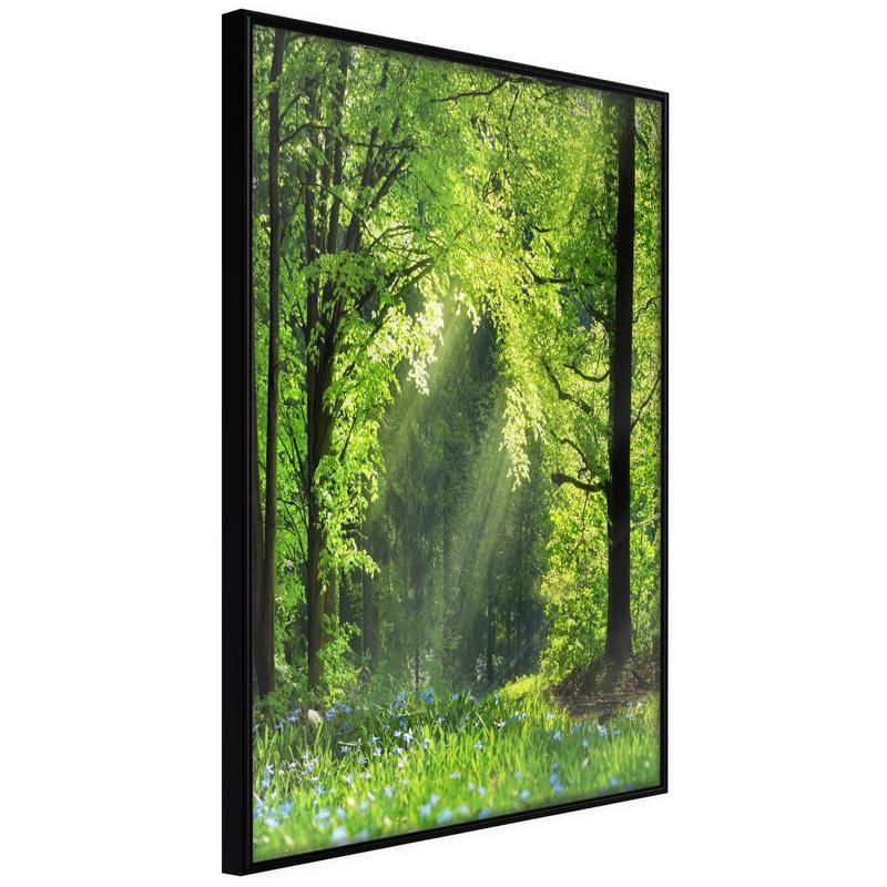 38,00 € Poster - Forest Path