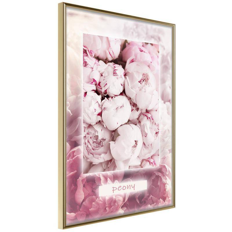 38,00 € Póster - Scent of Peonies