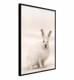 Poster et affiche - Curious Rabbit