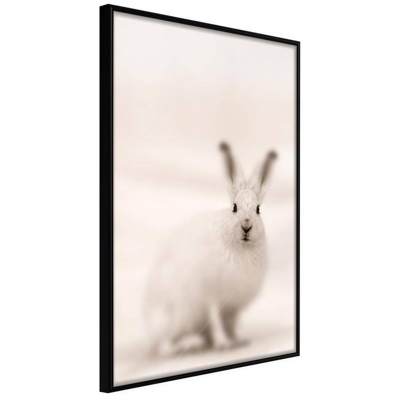 38,00 € Poster - Curious Rabbit