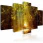 Canvas Print - Forest in the Sunlight