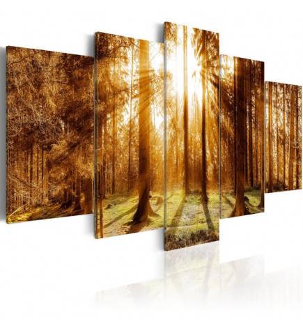 Canvas Print - Forest Illumination