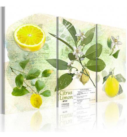 Wandbild - Fruit: lemon
