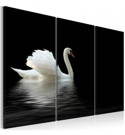 Canvas Print - A lonely white swan