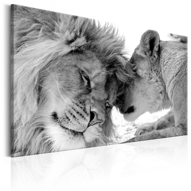 Canvas Print - Lion's Love Size 60x40