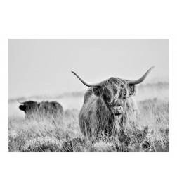 Papel de parede autocolante - Highland Cattle