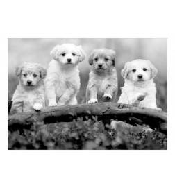 Wallpaper - Four Puppies