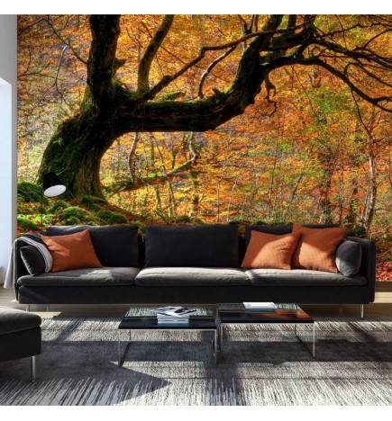 96,00 € Stenska poslikava v gozdu cm. 450x270 - opremite svoj dom