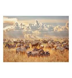 Fotomural - Zebra Land