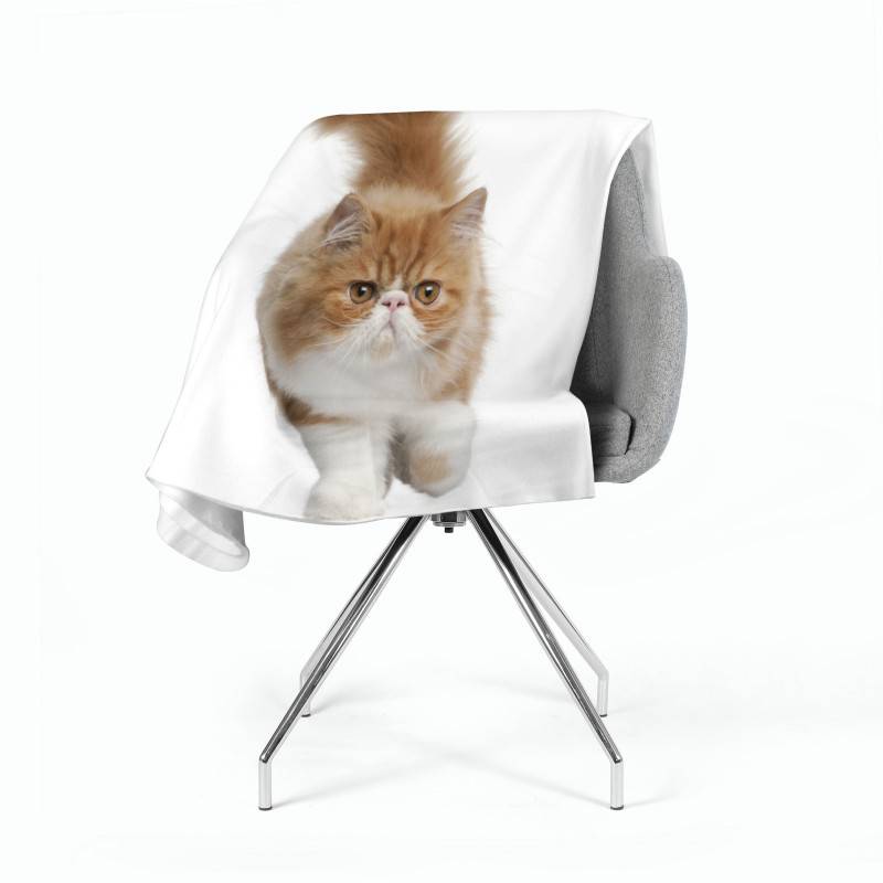 74,00 €2 coperte in pile - con un gatto grasso